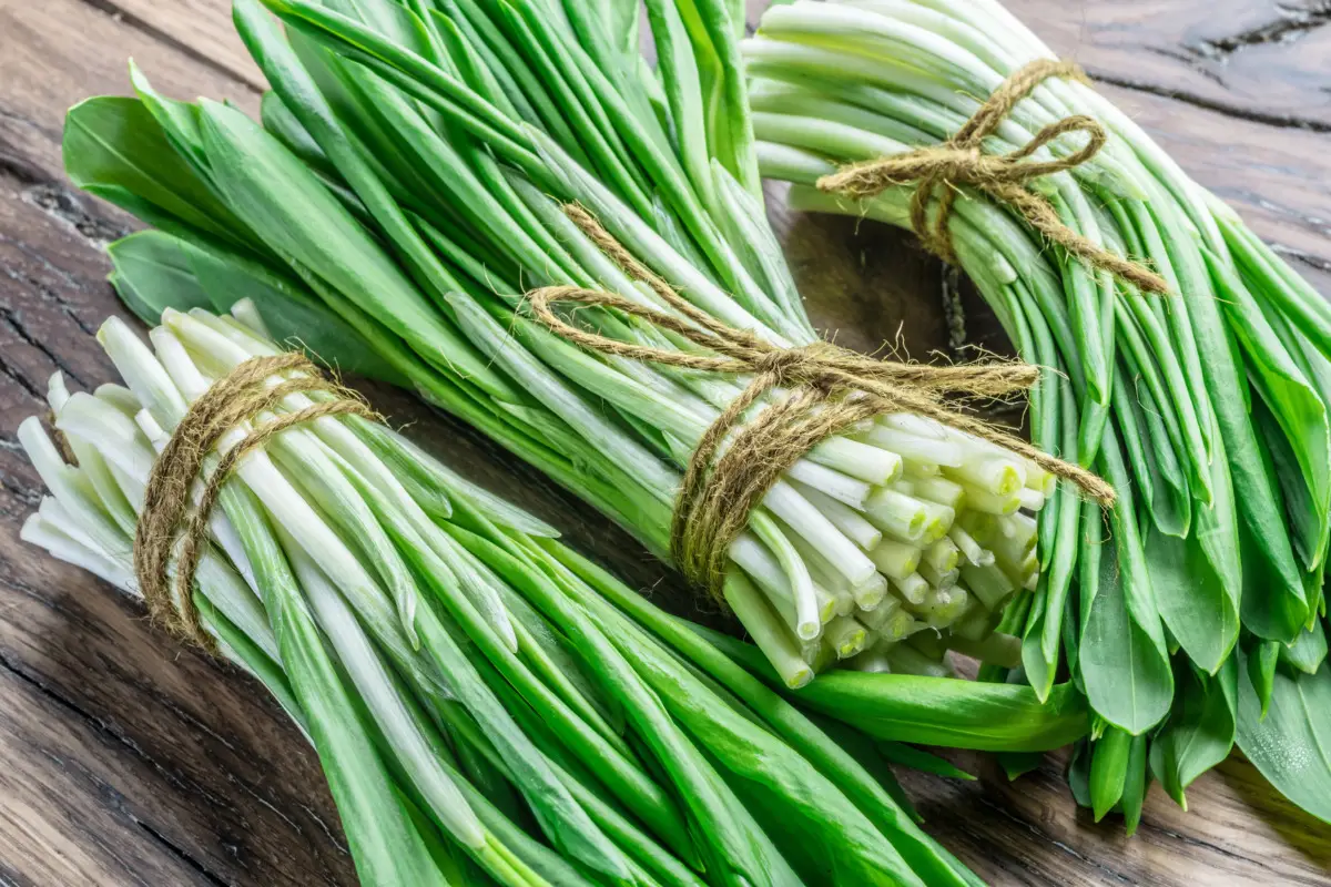 Come coltivare erba cipollina fresca